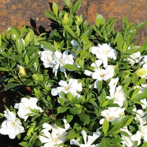Gardenia X Celestial Star® 'PS 2 Gardenia X Celestial Star® 'PS – Image 2