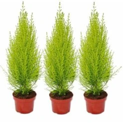 Cupressus Wilma, Ensemble De 3