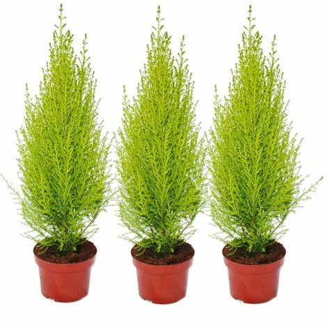 Cupressus Wilma, Ensemble De 3 1 Cupressus Wilma, Ensemble De 3