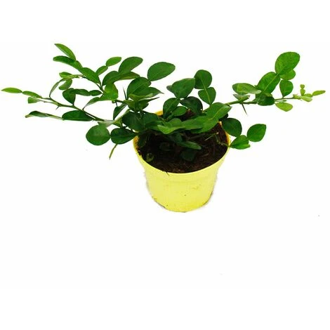 Kaffir Lime - Citrus Hystrix - 1 Plante - Kaffir Lime Plante à épices 2 Kaffir Lime - Citrus Hystrix - 1 Plante - Kaffir Lime Plante à épices – Image 2