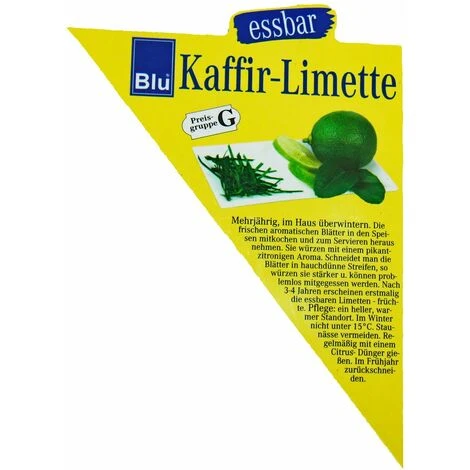 Kaffir Lime - Citrus Hystrix - 1 Plante - Kaffir Lime Plante à épices 3 Kaffir Lime - Citrus Hystrix - 1 Plante - Kaffir Lime Plante à épices – Image 3