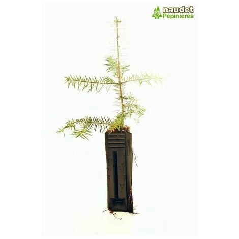 Sapin De Turquie (Abies Bornmuelleriana) - Godet - Taille 15/30cm 3 Sapin De Turquie (Abies Bornmuelleriana) - Godet - Taille 15/30cm â Image 3