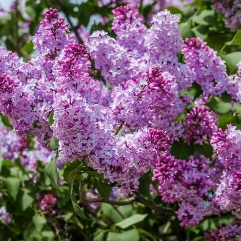 Lilas Commun 'Michel Buchner' (Syringa Vulgaris) - Godet - Taille 13/25cm 1 Lilas Commun 'Michel Buchner' (Syringa Vulgaris) - Godet - Taille 13/25cm