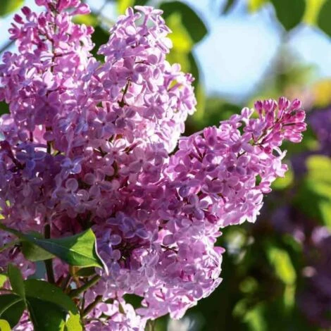 Lilas Commun 'Michel Buchner' (Syringa Vulgaris) - Godet - Taille 13/25cm 2 Lilas Commun 'Michel Buchner' (Syringa Vulgaris) - Godet - Taille 13/25cm – Image 2