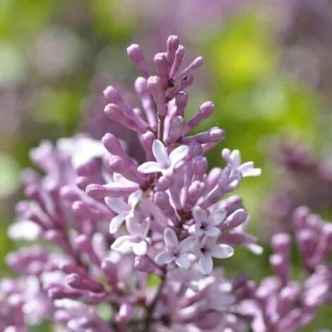 Lilas Commun 'Michel Buchner' (Syringa Vulgaris) - Godet - Taille 13/25cm 3 Lilas Commun 'Michel Buchner' (Syringa Vulgaris) - Godet - Taille 13/25cm – Image 3