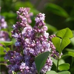Lilas Commun 'Michel Buchner' (Syringa Vulgaris) - Godet - Taille 13/25cm 7 Lilas Commun 'Michel Buchner' (Syringa Vulgaris) - Godet - Taille 13/25cm -Bostikhost Magasin 32705883 4