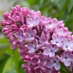 Lilas Commun 'Princesse Sturdza' (Syringa Vulgaris) - Godet - Taille 13/25cm