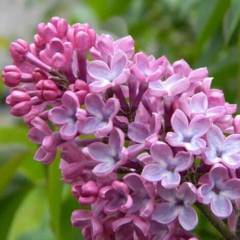 Lilas Commun 'Princesse Sturdza' (Syringa Vulgaris) - Godet - Taille 13/25cm 1 Lilas Commun 'Princesse Sturdza' (Syringa Vulgaris) - Godet - Taille 13/25cm
