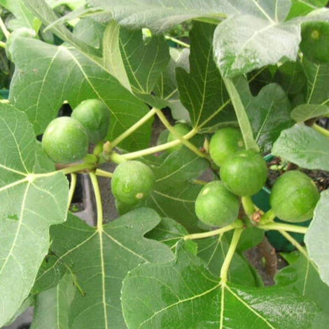 Figuier Carica Madeleine Des Deux Saisons/Pot De 1,5L 1 Figuier Carica Madeleine Des Deux Saisons/Pot De 1,5L