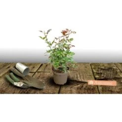 Rosier Arbustif Voluptia® Purple™ 'Noa38121'/Pot De 3L