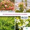 Kit Haie Basse Persistante - 4 Variétés - 4 Plantes En Godet