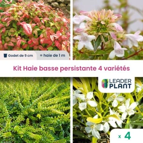 Kit Haie Basse Persistante - 4 Variétés - 4 Plantes En Godet 1 Kit Haie Basse Persistante - 4 Variétés - 4 Plantes En Godet