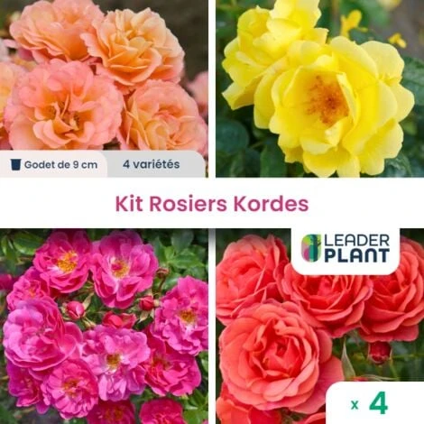 Collection 4 Rosiers Kordes 1 Collection 4 Rosiers Kordes