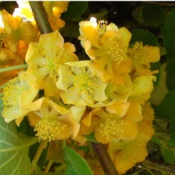 Kiwi Chinensis Tomuri (MĂąle)/Godet