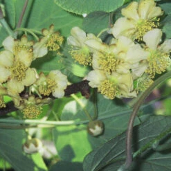 Kiwi Chinensis Tomuri (Mâle)/Godet -Bostikhost Magasin 39342803 3