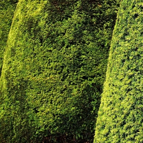 If Commun Baccata Fastigiata Aurea/Pot De 3L 1 If Commun Baccata Fastigiata Aurea/Pot De 3L