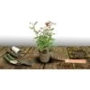 Rosier Arbustif Voluptia® Amber™ 'Noa1112130'/Pot De 3L