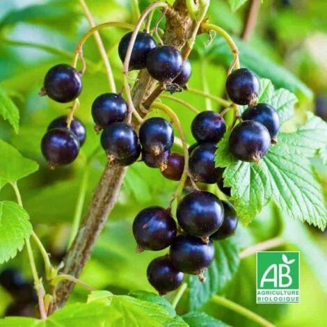 Cassissier 'Ojeblanc' BIO - Godet 9cm 1 Cassissier 'Ojeblanc' BIO - Godet 9cm