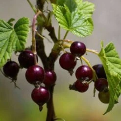 Casseille 'Josta' BIO - Godet 9cm - Taille 20/40cm