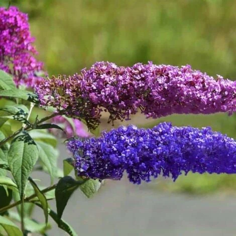 Collection 6 Arbres à Papillons (Buddleia Davidii) - Godet - Taille 20/40cm 1 Collection 6 Arbres à Papillons (Buddleia Davidii) - Godet - Taille 20/40cm