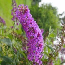 Collection 6 Arbres à Papillons (Buddleia Davidii) - Godet - Taille 20/40cm 7 Collection 6 Arbres à Papillons (Buddleia Davidii) - Godet - Taille 20/40cm -Bostikhost Magasin 40991474 4