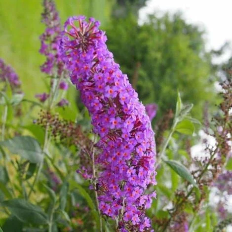 Collection 6 Arbres à Papillons (Buddleia Davidii) - Godet - Taille 20/40cm 4 Collection 6 Arbres à Papillons (Buddleia Davidii) - Godet - Taille 20/40cm – Image 4