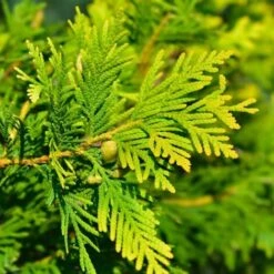 Cyprès De Lawson 'Ivonne' (Chamaecyparis Lawsoniana) - Godet - Taille 20/40cm