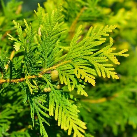 Cyprès De Lawson 'Ivonne' (Chamaecyparis Lawsoniana) - Godet - Taille 20/40cm 1 Cyprès De Lawson 'Ivonne' (Chamaecyparis Lawsoniana) - Godet - Taille 20/40cm