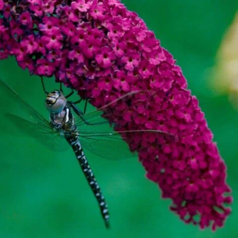 Arbre à Papillons 'Royal Red' (Buddleia Davidii) - Godet 9cm 1 Arbre à Papillons 'Royal Red' (Buddleia Davidii) - Godet 9cm