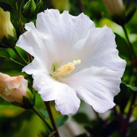 Althéa 'Totus' (Hibiscus Syriacus 'Totus Albus') - Godet - Taille 10/15cm 1 Althéa 'Totus' (Hibiscus Syriacus 'Totus Albus') - Godet - Taille 10/15cm
