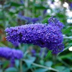 Arbre à Papillons 'Nanho Blue' (Buddleia Davidii) - Godet 9cm