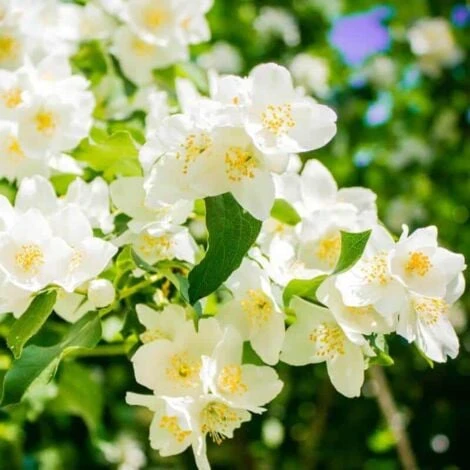 Seringat De Lemoine (Philadelphius Lemonei) - Godet - Taille 20/40cm 1 Seringat De Lemoine (Philadelphius Lemonei) - Godet - Taille 20/40cm