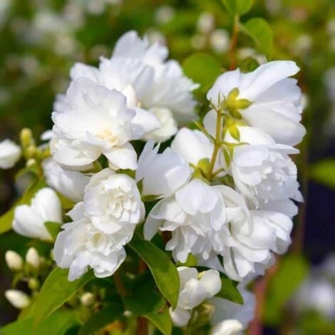 Seringat Virginal (Philadelphius) - Godet - Taille 15/30cm 1 Seringat Virginal (Philadelphius) - Godet - Taille 15/30cm
