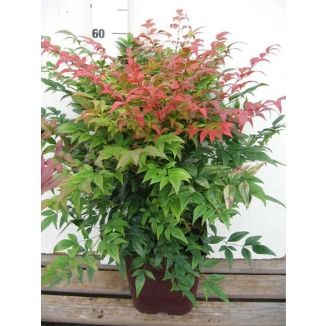 Bambou Sacré 'Gulf Stream' Taille Du Pot - Pot De 5 Litres 1 Bambou Sacré 'Gulf Stream' Taille Du Pot - Pot De 5 Litres