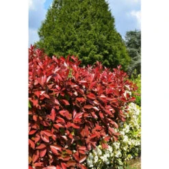 Photinia 'Carré Rouge' Taille Du Pot - Pot De 3 Litres