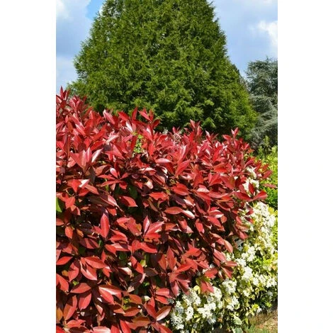 Photinia 'Carré Rouge' Taille Du Pot - Pot De 3 Litres 2 Photinia 'Carré Rouge' Taille Du Pot - Pot De 3 Litres – Image 2