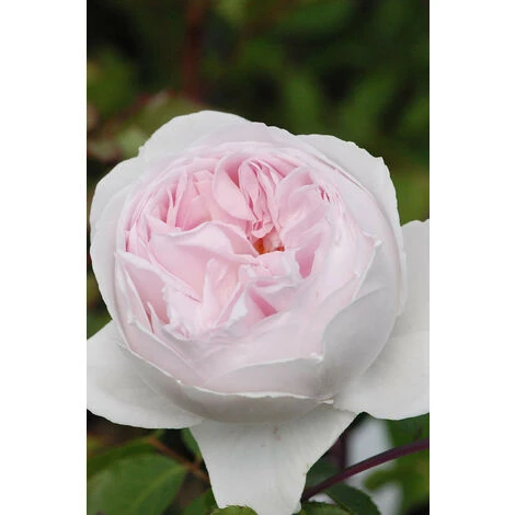 Rosier Parfuma 'La Belle Rouet'® Taille Du Pot - 4L 2 Rosier Parfuma 'La Belle Rouet'® Taille Du Pot - 4L – Image 2