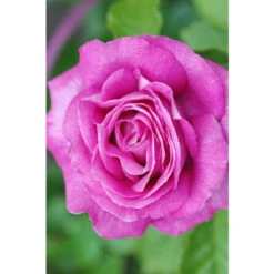 Rosier Parfuma 'Catherine De Medicis'® Taille Du Pot - 4L