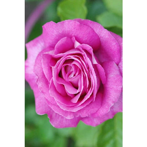 Rosier Parfuma 'Catherine De Medicis'® Taille Du Pot - 4L 2 Rosier Parfuma 'Catherine De Medicis'® Taille Du Pot - 4L – Image 2