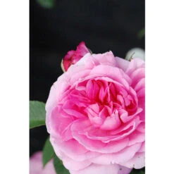 Rosier David Austin' Gertrude Jekyll®' Taille Du Pot - 5L
