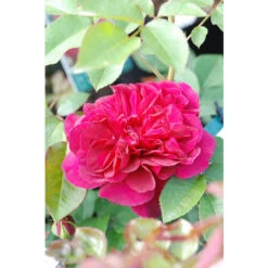 Rosier David Austin 'Darcey Bussel'® Taille Du Pot - 5L