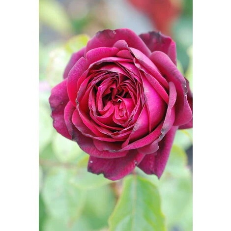 Rosier Parfuma 'Madame De Montespan'® Taille Du Pot - 4L 1 Rosier Parfuma 'Madame De Montespan'® Taille Du Pot - 4L