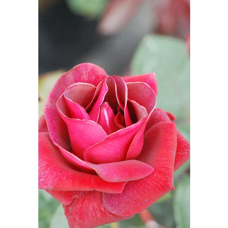 Rosier'Le Grand Huit'® Taille Du Pot - 5L 2 Rosier'Le Grand Huit'® Taille Du Pot - 5L – Image 2