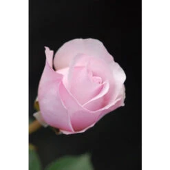 Rosier David Austin 'Olivia Rose'® Taille Du Pot - 5L