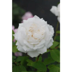 Rosier David Austin 'Winchester Cathedral'® Taille Du Pot - 5L