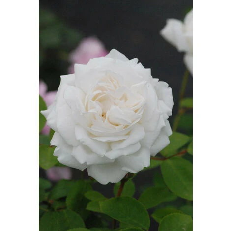 Rosier David Austin 'Winchester Cathedral'® Taille Du Pot - 5L 1 Rosier David Austin 'Winchester Cathedral'® Taille Du Pot - 5L