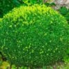 Buis Commun Nain (Buxus Sempervirens 'Nana') - Godet 9cm