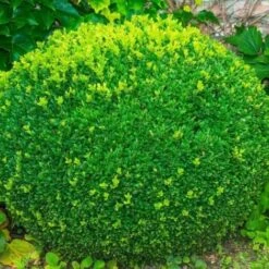 Buis Commun Nain (Buxus Sempervirens 'Nana') - Godet 9cm