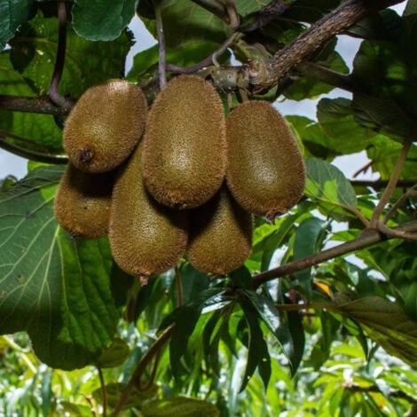 Kiwi Chinensis Hayward (Femelle)/Godet 2 Kiwi Chinensis Hayward (Femelle)/Godet â Image 2