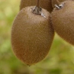 Kiwi Chinensis Hayward (Femelle)/Godet 7 Kiwi Chinensis Hayward (Femelle)/Godet -Bostikhost Magasin 43678647 3